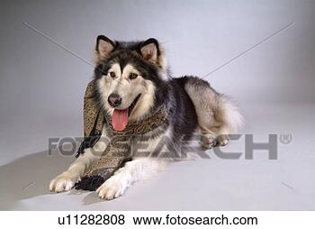 Stock Photo - companion,  domestic 
animal,  canine, 
 closeup,  close 
up,  alaskan. 
fotosearch - search 
stock photos, 
pictures, images, 
and photo clipart