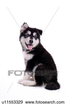 Stock Photograph - companion,  domestic 
animal,  canine, 
 closeup,  close 
up,  alaskan. 
fotosearch - search 
stock photos, 
pictures, images, 
and photo clipart