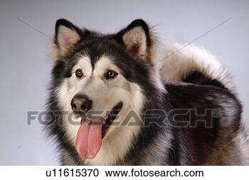 Stock Photography - companion,  domestic 
animal,  canine, 
 closeup,  close 
up,  alaskan. 
fotosearch - search 
stock photos, 
pictures, images, 
and photo clipart