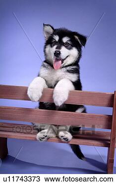 Stock Photo - companion,  domestic 
animal,  canine, 
 closeup,  close 
up,  alaskan. 
fotosearch - search 
stock photos, 
pictures, images, 
and photo clipart