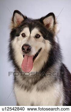 Stock Photography - companion,  domestic 
animal,  canine, 
 closeup,  close 
up,  alaskan. 
fotosearch - search 
stock photos, 
pictures, images, 
and photo clipart