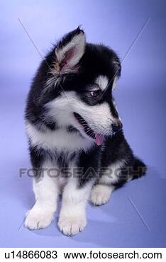 Stock Photo - companion,  domestic 
animal,  canine, 
 closeup,  close 
up,  alaskan. 
fotosearch - search 
stock photos, 
pictures, images, 
and photo clipart