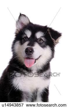 Picture - companion,  domestic 
animal,  canine, 
 closeup,  close 
up,  alaskan. 
fotosearch - search 
stock photos, 
pictures, images, 
and photo clipart