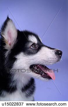 Picture - companion,  domestic 
animal,  canine, 
 closeup,  close 
up,  alaskan. 
fotosearch - search 
stock photos, 
pictures, images, 
and photo clipart