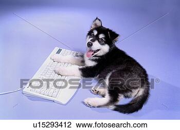 Stock Photo - companion,  domestic 
animal,  canine, 
 closeup,  close 
up,  alaskan. 
fotosearch - search 
stock photos, 
pictures, images, 
and photo clipart