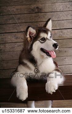 Picture - companion, pet, 
canine, close 
up, domestic animal, 
alaskan malamute. 
fotosearch - search 
stock photos, 
pictures, images, 
and photo clipart