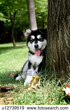 Stock Photograph - faithful,  domestic 
animal,  companion, 
 canine,  close 
up,  alaskan. 
fotosearch - search 
stock photos, 
pictures, images, 
and photo clipart