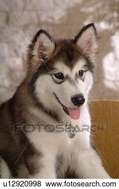 Stock Photo - faithful,  domestic 
animal,  companion, 
 canine,  close 
up,  alaskan. 
fotosearch - search 
stock photos, 
pictures, images, 
and photo clipart