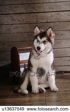 Stock Photograph - faithful,  domestic 
animal,  companion, 
 canine,  close 
up,  alaskan. 
fotosearch - search 
stock photos, 
pictures, images, 
and photo clipart