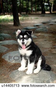Stock Photo - faithful,  domestic 
animal,  companion, 
 canine,  close 
up,  alaskan. 
fotosearch - search 
stock photos, 
pictures, images, 
and photo clipart