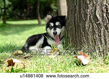 Stock Photo - faithful,  domestic 
animal,  companion, 
 canine,  close 
up,  alaskan. 
fotosearch - search 
stock photos, 
pictures, images, 
and photo clipart