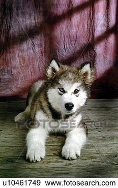 Stock Photograph - house pet, domestic, 
cute, loving, 
canines, alaskan 
malamute. fotosearch 
- search stock 
photos, pictures, 
images, and photo 
clipart