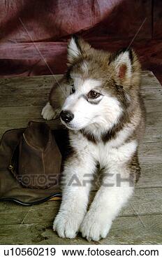 Stock Photograph - house pet, domestic, 
cute, loving, 
canines, alaskan 
malamute. fotosearch 
- search stock 
photos, pictures, 
images, and photo 
clipart