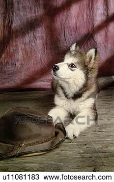 Stock Photo - house pet, domestic, 
cute, loving, 
canines, alaskan 
malamute. fotosearch 
- search stock 
photos, pictures, 
images, and photo 
clipart