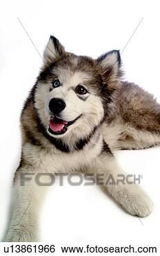 Stock Photo - house pet, domestic, 
cute, loving, 
canines, alaskan 
malamute. fotosearch 
- search stock 
photos, pictures, 
images, and photo 
clipart