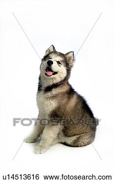 Stock Photo - house pet, domestic, 
cute, loving, 
canines, alaskan 
malamute. fotosearch 
- search stock 
photos, pictures, 
images, and photo 
clipart