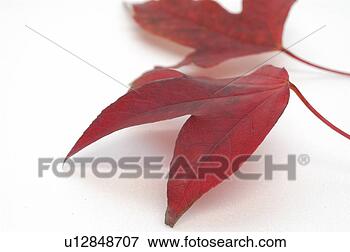 Picture - fallenleaves, 
plant, leaf, wood, 
tree, plants, 
maple. fotosearch 
- search stock 
photos, pictures, 
images, and photo 
clipart