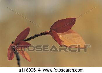 Stock Photo - leaves, fall, 
leaf, plants, 
plant, autumn. 
fotosearch - search 
stock photos, 
pictures, images, 
and photo clipart