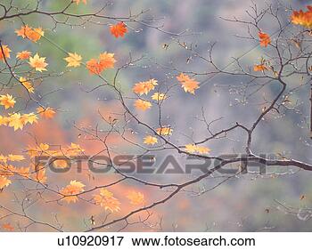 Picture - leaves, season, 
tree, autumn, 
fall, maple, nature. 
fotosearch - search 
stock photos, 
pictures, images, 
and photo clipart