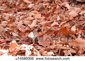 Stock Photo - leaves, sunset, 
leaf, plants, 
plant, foxtail. 
fotosearch - search 
stock photos, 
pictures, images, 
and photo clipart