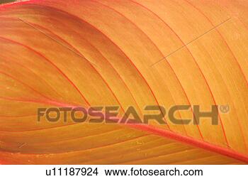 Stock Photo - nature, leaf, 
leaves, plants, 
plant, thai. fotosearch 
- search stock 
photos, pictures, 
images, and photo 
clipart