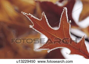 Stock Photography - plant, leaves, 
leaf, plants, 
winter. fotosearch 
- search stock 
photos, pictures, 
images, and photo 
clipart
