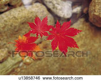 Stock Photo - plant, red, water, 
leaf, yellow, 
tree. fotosearch 
- search stock 
photos, pictures, 
images, and photo 
clipart