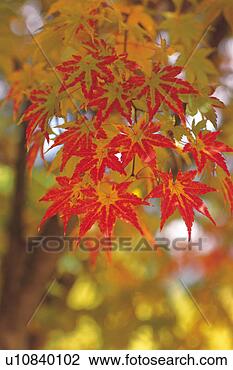 Stock Photo - plants, red, plant, 
leaf, yellow, 
tree. fotosearch 
- search stock 
photos, pictures, 
images, and photo 
clipart