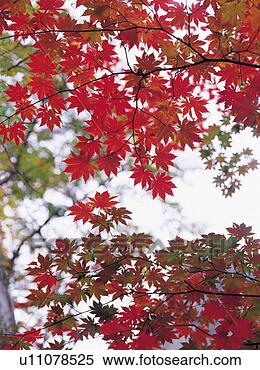 Stock Image - plants, red, plant, 
leaf, yellow, 
tree. fotosearch 
- search stock 
photos, pictures, 
images, and photo 
clipart