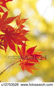 Stock Photo - plants, red, plant, 
leaf, yellow, 
tree. fotosearch 
- search stock 
photos, pictures, 
images, and photo 
clipart