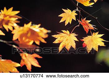 Stock Photo - plants, red, plant, 
leaf, yellow, 
tree. fotosearch 
- search stock 
photos, pictures, 
images, and photo 
clipart