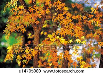 Stock Photography - plants, red, plant, 
leaf, yellow, 
tree. fotosearch 
- search stock 
photos, pictures, 
images, and photo 
clipart