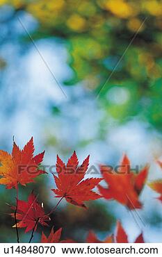 Stock Photography - plants, red, plant, 
leaf, yellow, 
tree. fotosearch 
- search stock 
photos, pictures, 
images, and photo 
clipart