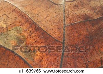 Stock Photo - plants, tree, 
fallenleaves, 
leaf, wood, leaves, 
plant. fotosearch 
- search stock 
photos, pictures, 
images, and photo 
clipart