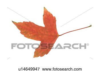 Picture - plants, tree, 
fallenleaves, 
leaf, wood, leaves, 
plant. fotosearch 
- search stock 
photos, pictures, 
images, and photo 
clipart