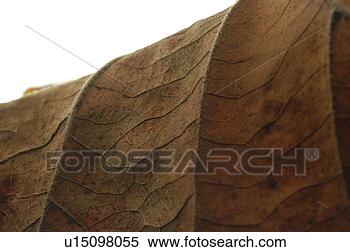 Stock Image - plants, tree, 
fallenleaves, 
leaf, wood, leaves, 
plant. fotosearch 
- search stock 
photos, pictures, 
images, and photo 
clipart