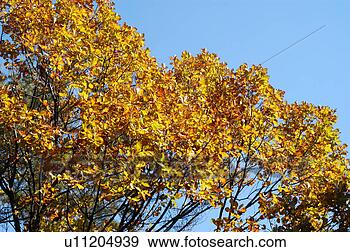 Stock Photograph - plants, tree, 
leaf, grass, wood, 
leaves, plant. 
fotosearch - search 
stock photos, 
pictures, images, 
and photo clipart