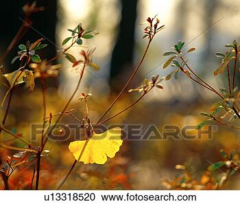 Stock Photography - season, plant, 
leaf, branch, 
tree, fall, nature. 
fotosearch - search 
stock photos, 
pictures, images, 
and photo clipart