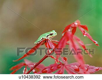 Stock Photo - treefrog, nature, 
leaf, amphibian, 
animal, film. 
fotosearch - search 
stock photos, 
pictures, images, 
and photo clipart