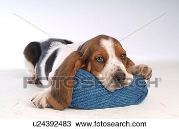 Stock Photo - canine,  basset 
hound,  close 
up,  domestic 
animal,  pet, 
 companion. fotosearch 
- search stock 
photos, pictures, 
images, and photo 
clipart