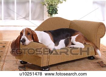 Stock Photo - canine, chair, 
close up, domestic 
animal, sofa, 
basset hound. 
fotosearch - search 
stock photos, 
pictures, images, 
and photo clipart