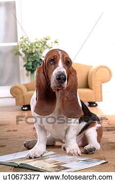 Picture - canine, chair, 
close up, domestic 
animal, sofa, 
basset hound. 
fotosearch - search 
stock photos, 
pictures, images, 
and photo clipart