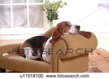 Stock Photography - canine, chair, 
close up, domestic 
animal, sofa, 
basset hound. 
fotosearch - search 
stock photos, 
pictures, images, 
and photo clipart