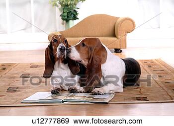 Stock Photograph - canine, chair, 
close up, domestic 
animal, sofa, 
basset hound. 
fotosearch - search 
stock photos, 
pictures, images, 
and photo clipart