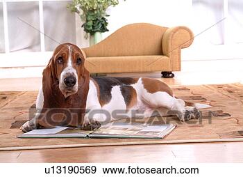 Stock Photograph - canine, chair, 
close up, domestic 
animal, sofa, 
basset hound. 
fotosearch - search 
stock photos, 
pictures, images, 
and photo clipart