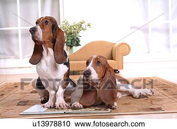Stock Photography - canine, chair, 
close up, domestic 
animal, sofa, 
basset hound. 
fotosearch - search 
stock photos, 
pictures, images, 
and photo clipart
