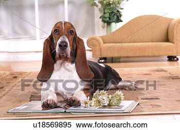 Stock Image - canine, chair, 
close up, domestic 
animal, sofa, 
basset hound. 
fotosearch - search 
stock photos, 
pictures, images, 
and photo clipart