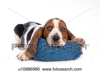 Stock Photo - companion,  basset 
hound,  canine, 
 close up,  domestic 
animal. fotosearch 
- search stock 
photos, pictures, 
images, and photo 
clipart
