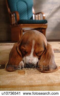 Stock Photography - companion, pet, 
canine, close 
up, domestic animal, 
basset hound. 
fotosearch - search 
stock photos, 
pictures, images, 
and photo clipart