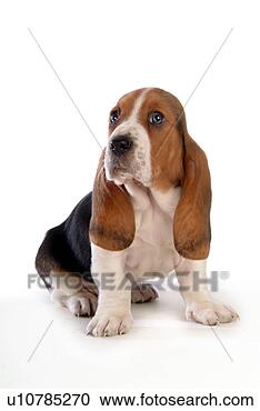 Stock Photography - companion,  pet, 
 canine,  close 
up,  domestic 
animal,  faithful. 
fotosearch - search 
stock photos, 
pictures, images, 
and photo clipart